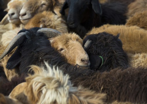 Goats, Serik Buya Market, Yarkand, Xinjiang Uyghur Autonomous Region, China