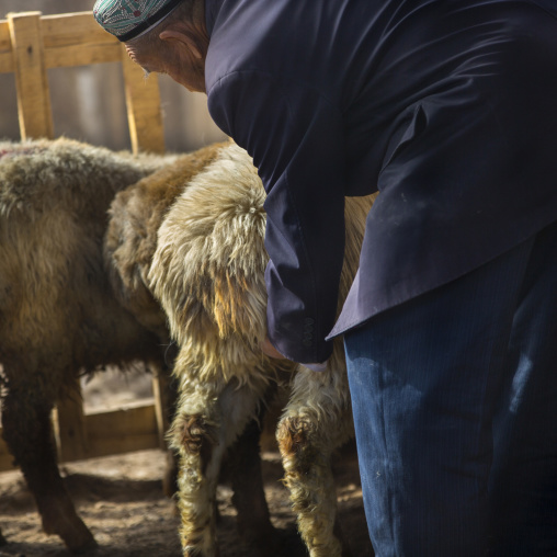 Man Testing A Sheep By Touching Its Genitals, Serik Buya Market, Yarkand, Xinjiang Uyghur Autonomous Region, China