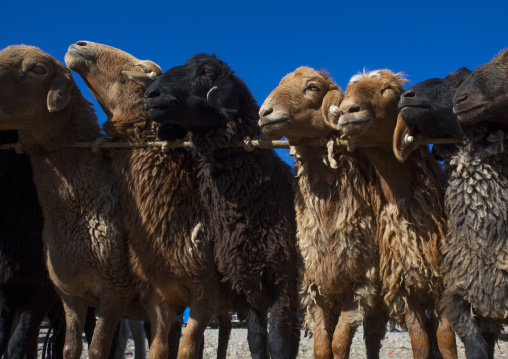 Sheeps in line, Kashgar Animal Market, Xinjiang Uyghur Autonomous Region, China