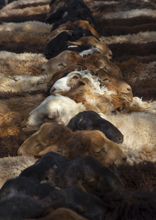 Cattle, Opal Village Market, Xinjiang Uyghur Autonomous Region, China