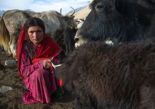 Wakhi nomad woman milking a yak, Big pamir, Wakhan, Afghanistan