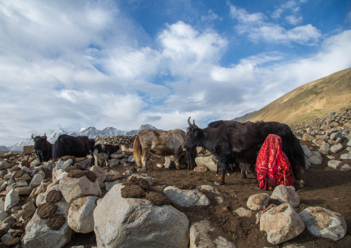 Wakhi nomad woman milking a yak, Big pamir, Wakhan, Afghanistan