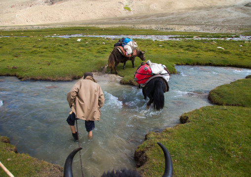 Yaks crossing a river during a treck, Big pamir, Wakhan, Afghanistan