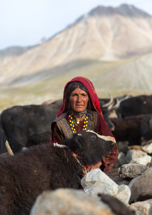 Wakhi nomad woman milking with her yaks, Big pamir, Wakhan, Afghanistan