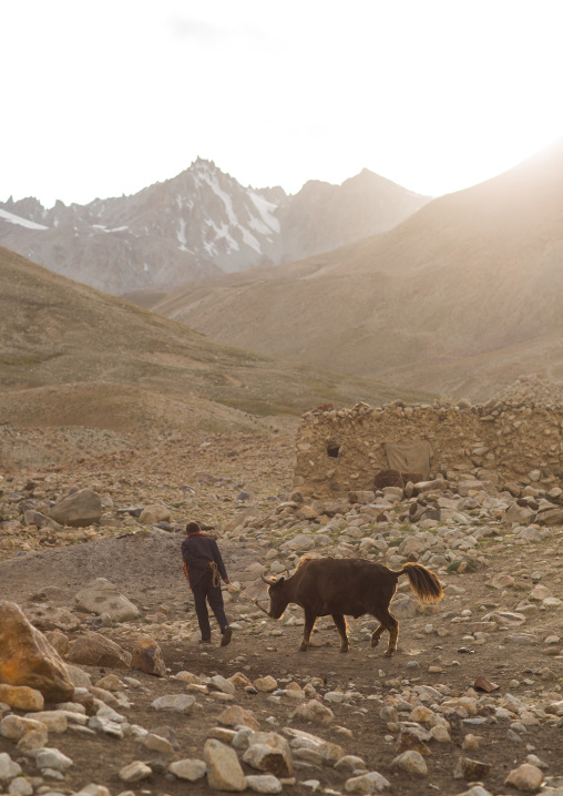 Wakhi man with his yak, Big pamir, Wakhan, Afghanistan