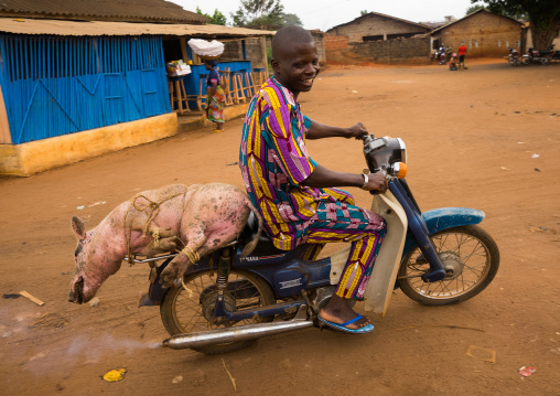 Benin, West Africa, Adjara, man transporting a live pig that is tied to his motor bike