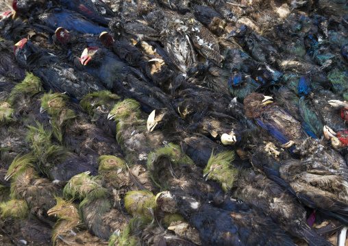 Benin, West Africa, Bonhicon, dead birds sold on a voodoo market