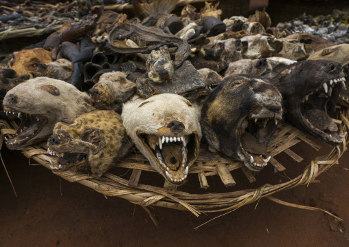 Benin, West Africa, Bonhicon, dogs and hyenas heads sold on a voodoo market