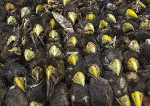 Benin, West Africa, Bonhicon, dead birds sold on a voodoo market