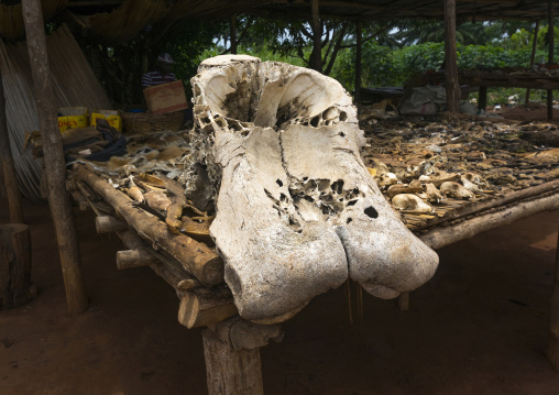Benin, West Africa, Bonhicon, elephant head skull sold on a voodoo market