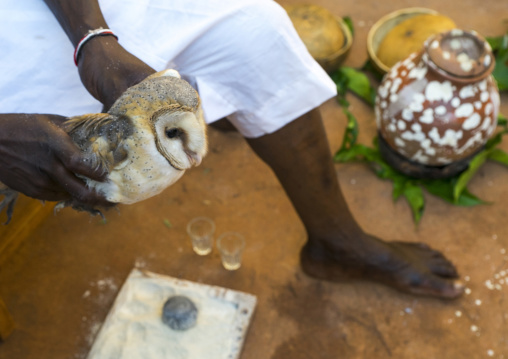 Benin, West Africa, Bonhicon, kagbanon bebe voodoo priest with a owl during a ceremony