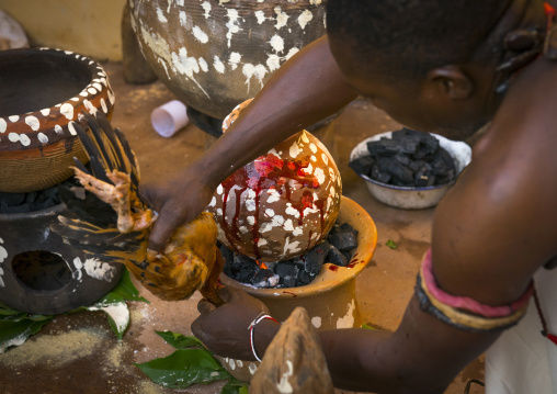 Benin, West Africa, Bonhicon, the slaughter of a chicken in a ritual sacrifice during a voodoo ceremony runned by kagbanon bebe priest