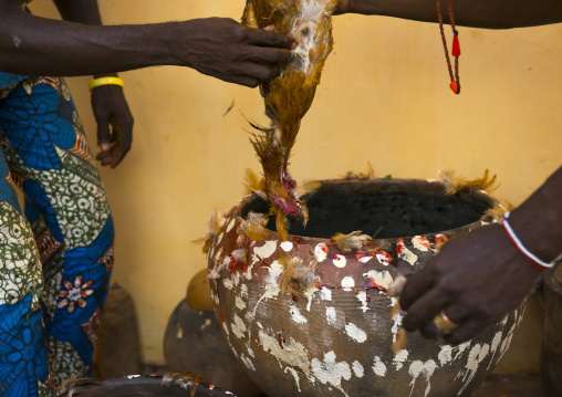 Benin, West Africa, Bonhicon, the slaughter of a chicken in a ritual sacrifice during a voodoo ceremony runned by kagbanon bebe priest