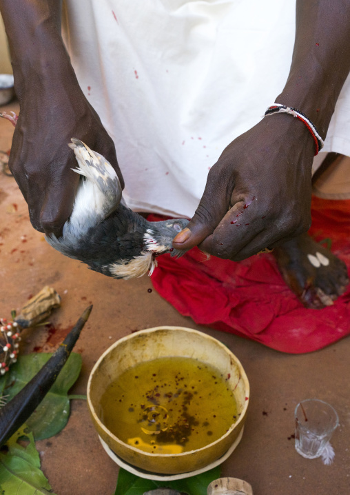 Benin, West Africa, Bonhicon, the slaughter of a pigeon in a ritual sacrifice during a voodoo ceremony runned by kagbanon bebe priest