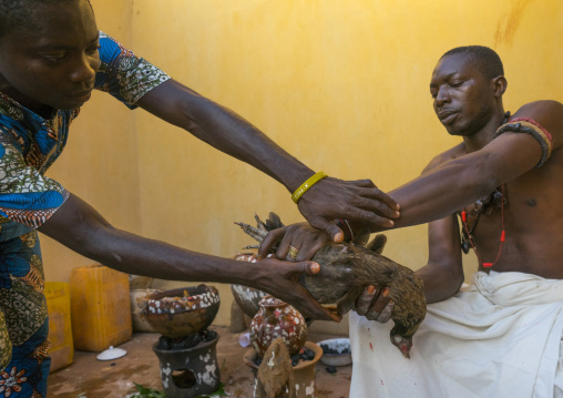 Benin, West Africa, Bonhicon, the slaughter of a pigeon in a ritual sacrifice during a voodoo ceremony runned by kagbanon bebe priest