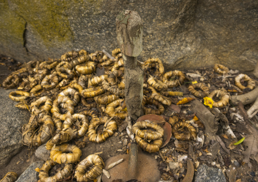 Benin, West Africa, Dassa-Zoumè, head rings in front of a statue in yaka palace of the omondjagou people