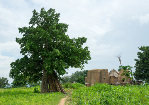 Benin, West Africa, Boukoumbé, traditional tata somba house with thatched roofs and granaries