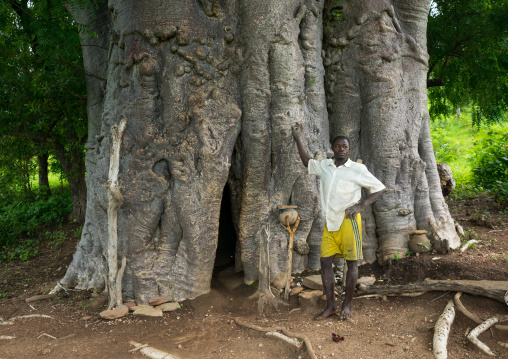 Togo, West Africa, Nadoba, tamberma somba tribe man standing in front of an old baobab where people used to live inside the empty trunk long time ago