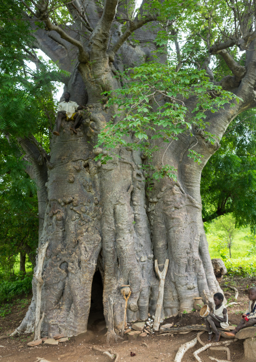 Togo, West Africa, Nadoba, tamberma somba tribe man standing in front of an old baobab where people used to live inside the empty trunk long time ago