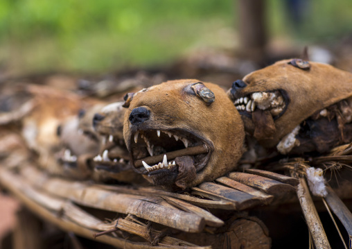 Benin, West Africa, Bonhicon, dogs heads sold on a voodoo market