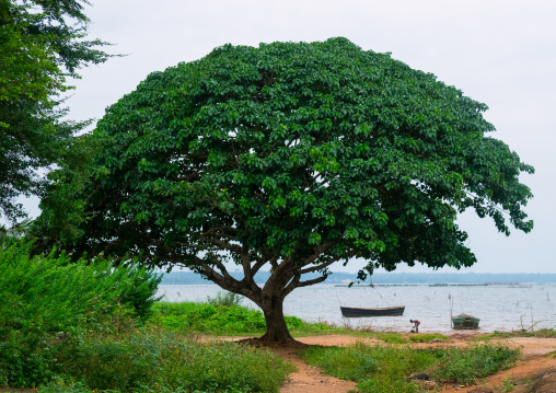 Benin, West Africa, Bopa, big tree on the shore of aheme lake