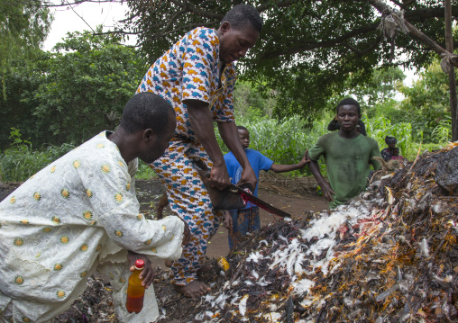 Benin, West Africa, Dankoly, the slaughter of a goat in a ritual sacrifice during a voodoo ceremony