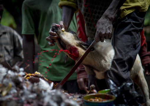 Benin, West Africa, Dankoly, the slaughter of a goat in a ritual sacrifice during a voodoo ceremony