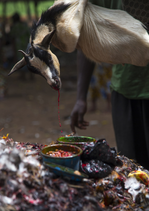 Benin, West Africa, Dankoly, the slaughter of a goat in a ritual sacrifice during a voodoo ceremony