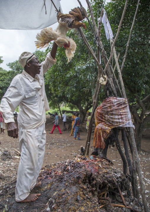 Benin, West Africa, Dankoly, the slaughter of a chicken in a ritual sacrifice during a voodoo ceremony
