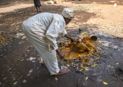 Benin, West Africa, Dankoly, a priest sacrifies a chicken during a voodoo ceremony and puts blood on a shrine