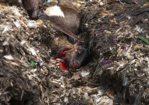 Benin, West Africa, Dankoly, sacrified goat after a voodoo ceremony