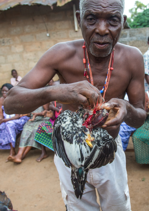 Benin, West Africa, Bopa, chicken sacrified by dah tofa voodoo master