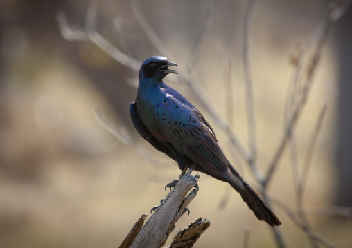 A Dark Blue Bird In Moremi Wildlife Reserve, Botswana