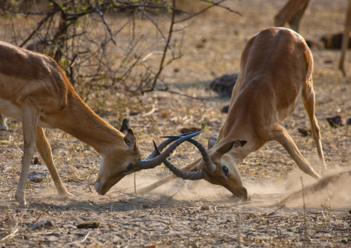 Two Impalas Fighting, Chobe National Park, Botswana