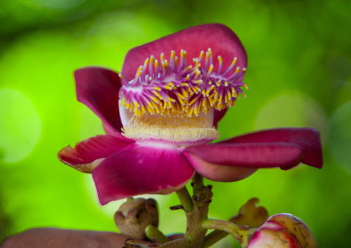 Close up of a flower, Phnom Penh province, Phnom Penh, Cambodia