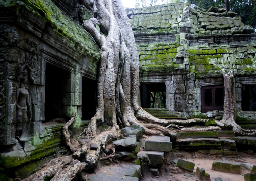 Ta Prohm temple overgrown with tree roots, Siem Reap Province, Angkor, Cambodia