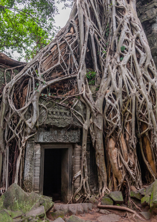 Temple overgrown with tree roots, Siem Reap Province, Angkor, Cambodia