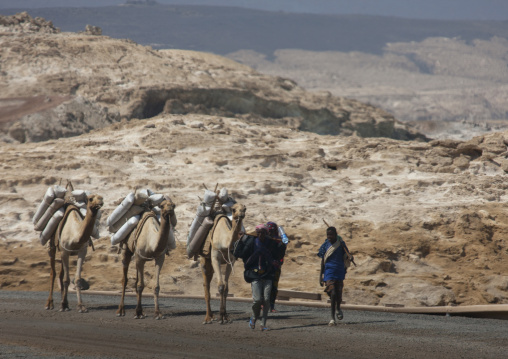 Camels Carrying Bags Of  Salt, Lake Assal, Djibouti
