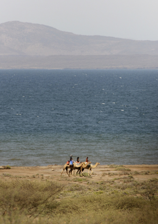 Rashaidas In Danakil Desert, Eritrea