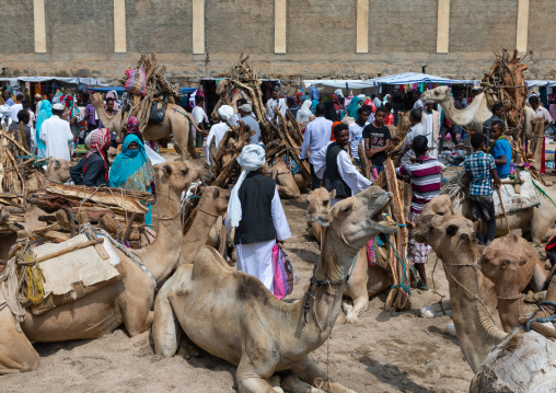 Camels bringing wood for sale in the monday market, Semien-Keih-Bahri, Keren, Eritrea