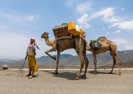 Eritrean woman with her camels on the massawa to asmara road, Anseba, Nefasit, Eritrea