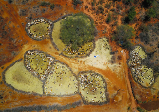 Aerial view of cows suffering from the drought grouped in fences to be fed by the governement, Oromia, Yabelo, Ethiopia