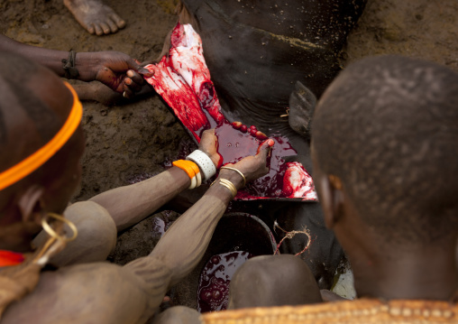 Bodi Man Takes The Blood Out Of The Cow After Sacrifice, In Order To Drink It Omo Valley Ethiopia
