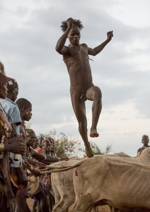 Bashada Tribe Man Jumping Above Cows During A Bull Jumping Ceremony, Dimeka, Omo Valley, Ethiopia