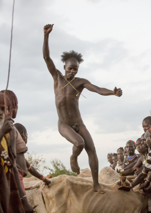 Bashada Tribe Man Jumping Above Cows During A Bull Jumping Ceremony, Dimeka, Omo Valley, Ethiopia