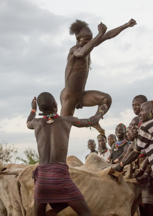 Bashada Tribe Man Jumping Above Cows During A Bull Jumping Ceremony, Dimeka, Omo Valley, Ethiopia