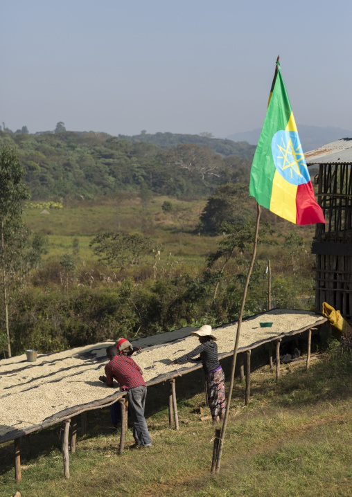 Workers In Front Of White Coffee Beans Drying In The Sun In A Fair Trade Coffee Farm, Jimma, Ethiopia