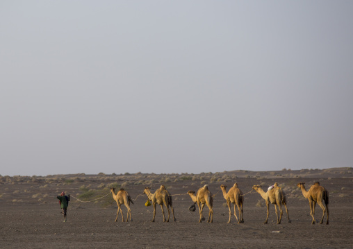 Camel Caravan In Danakil Desert, Assayta, Ethiopia