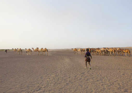 Camel Caravan In Danakil Desert, Assayta, Ethiopia