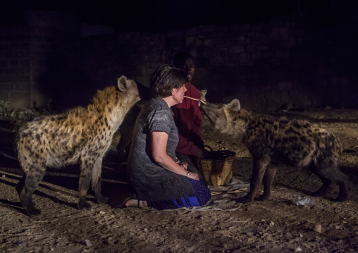 The Hyena Man Of Harar And Tourist Feed Raw Meat To Wild Hyenas, Harar, Ethiopia